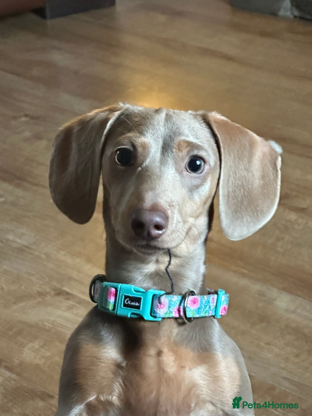 Miniature Dachshund dogs for sale: 3 girls Left Miniature Dachshund chocolate & tan - Advert 30