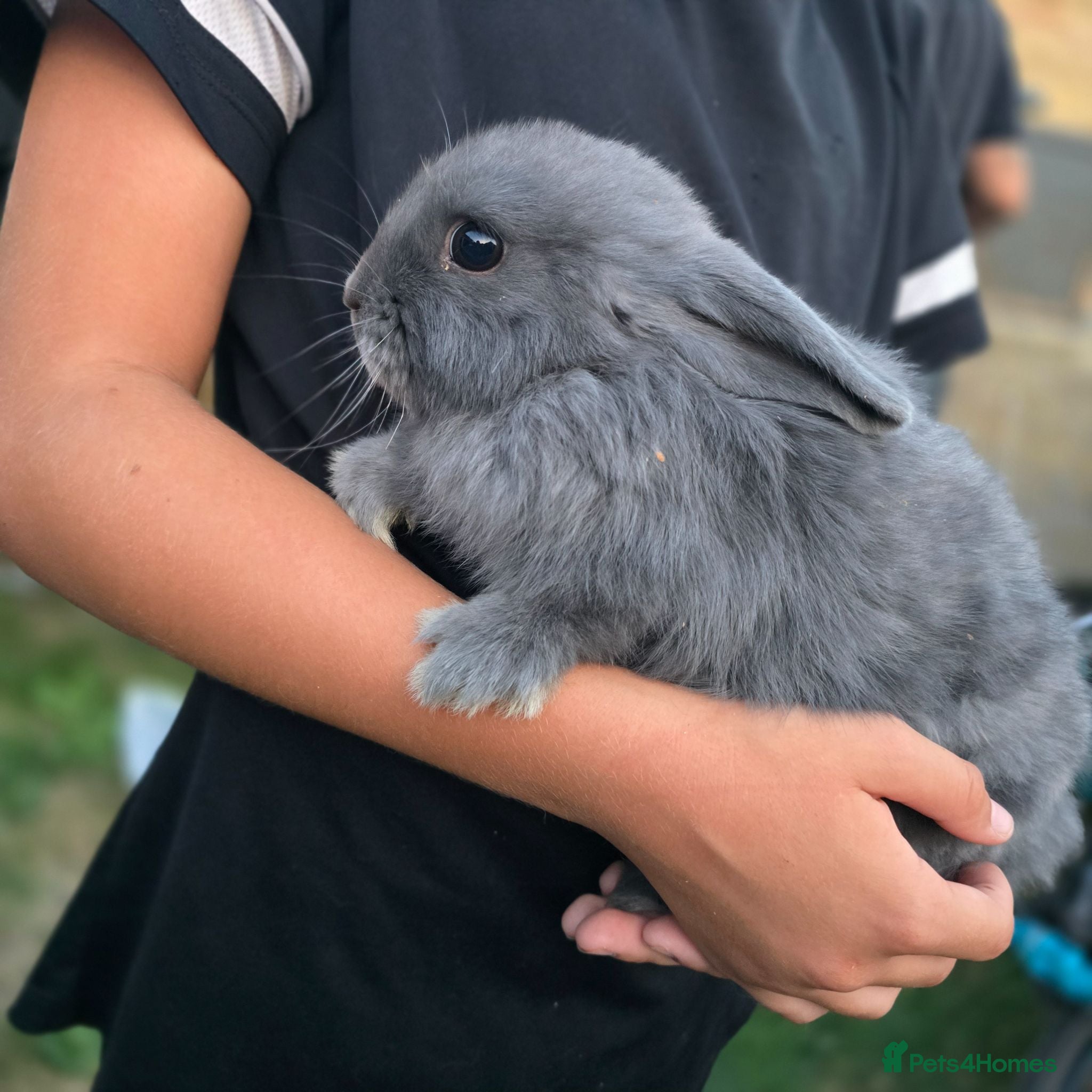 Mini Lop rabbits Mini Loop bunnies 12 weeks old 3 bunnies left - Advert 1