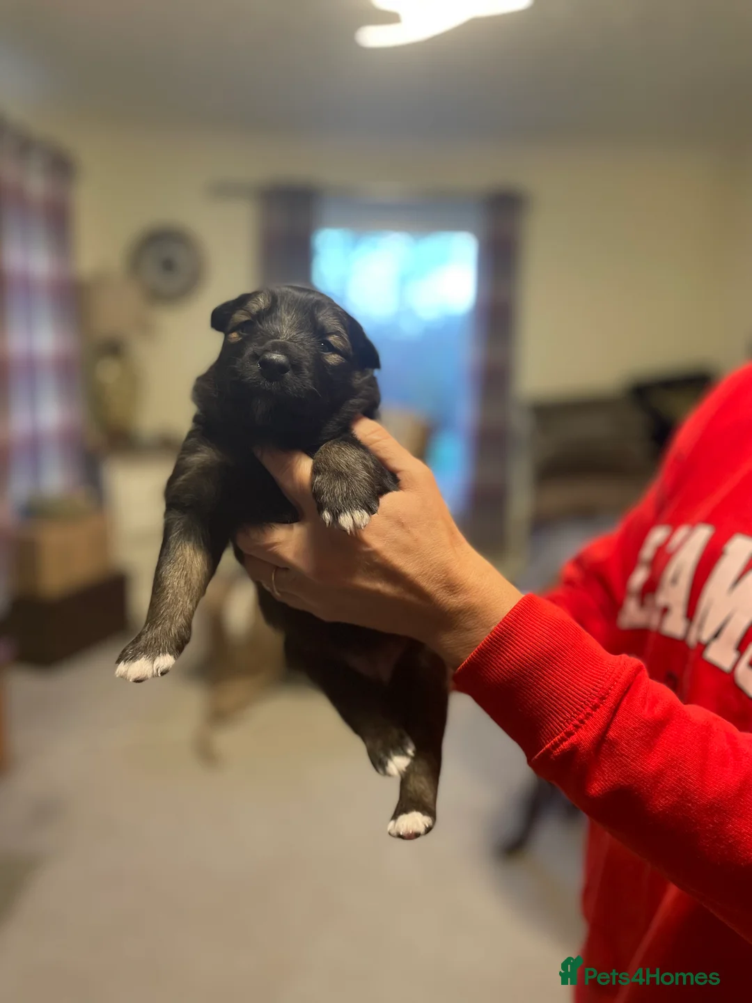 Mixed Breed dogs for sale: border collie x German shepherd \ Belgian puppys - Advert 6