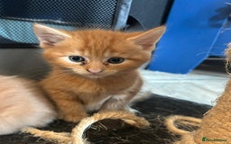 Mixed Breed cats for sale: kittens for sale - Image 5