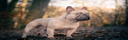French Bulldog dogs for stud: Quality Lilac Fawn Quad Proven Stud(NW/UK) in Chesterfield - Advert 9