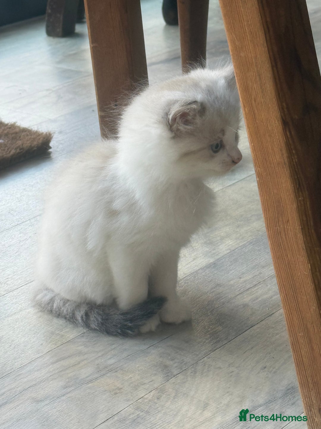 Mixed Breed cats for sale: White and dappled little girl  - Image 11
