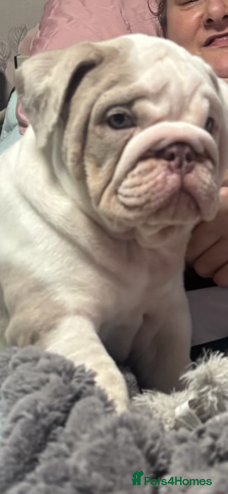 English Bulldog dogs The most beautiful bulldogs in manny - Advert 1