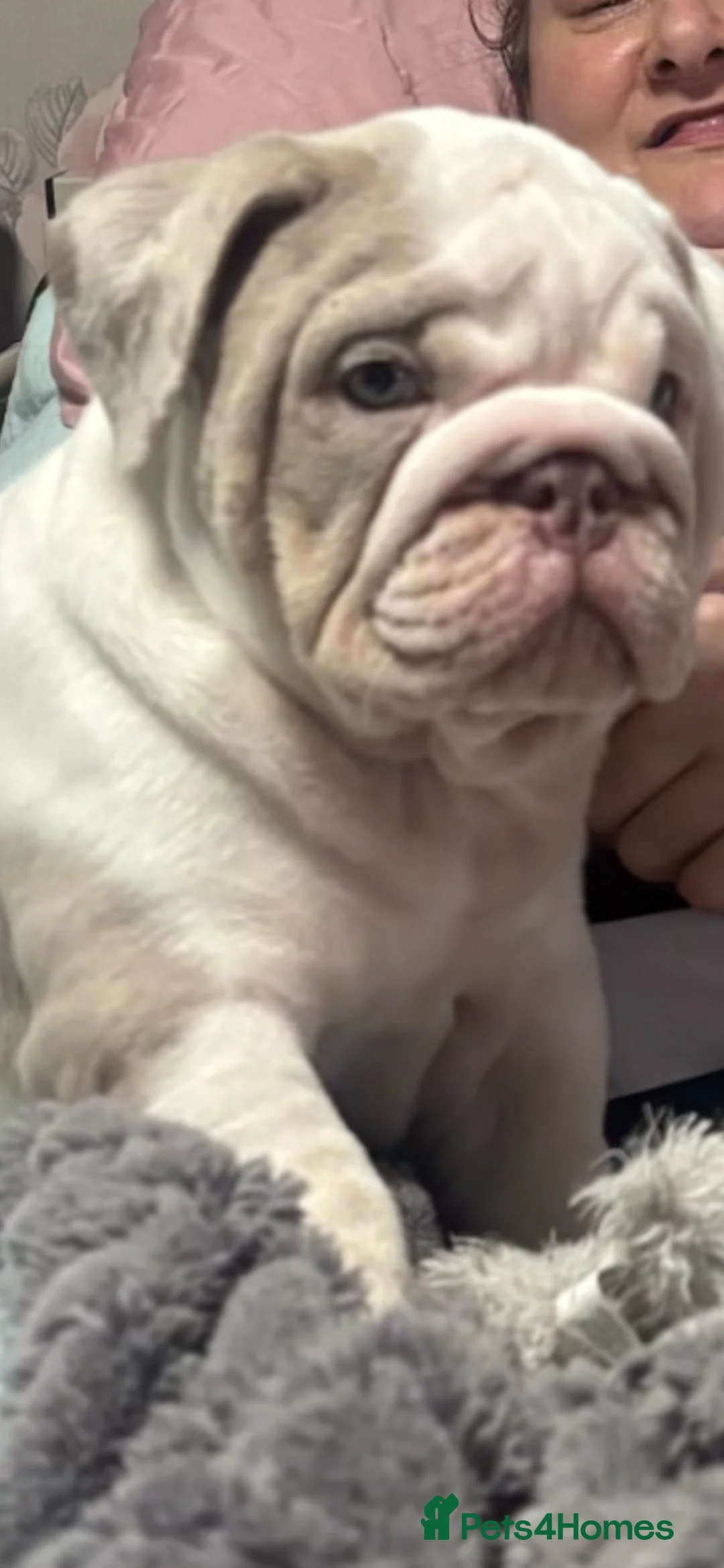 English Bulldog dogs for sale: The most beautiful bulldogs in manny - Advert 1