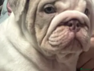 English Bulldog dogs The most beautiful bulldogs in manny - Advert 6