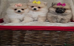 Pomeranian dogs for sale:  Pomeranian puppies ready now  - Image 13