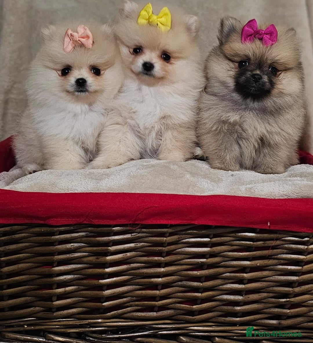 Pomeranian dogs for sale:  Pomeranian puppies ready now  - Image 13