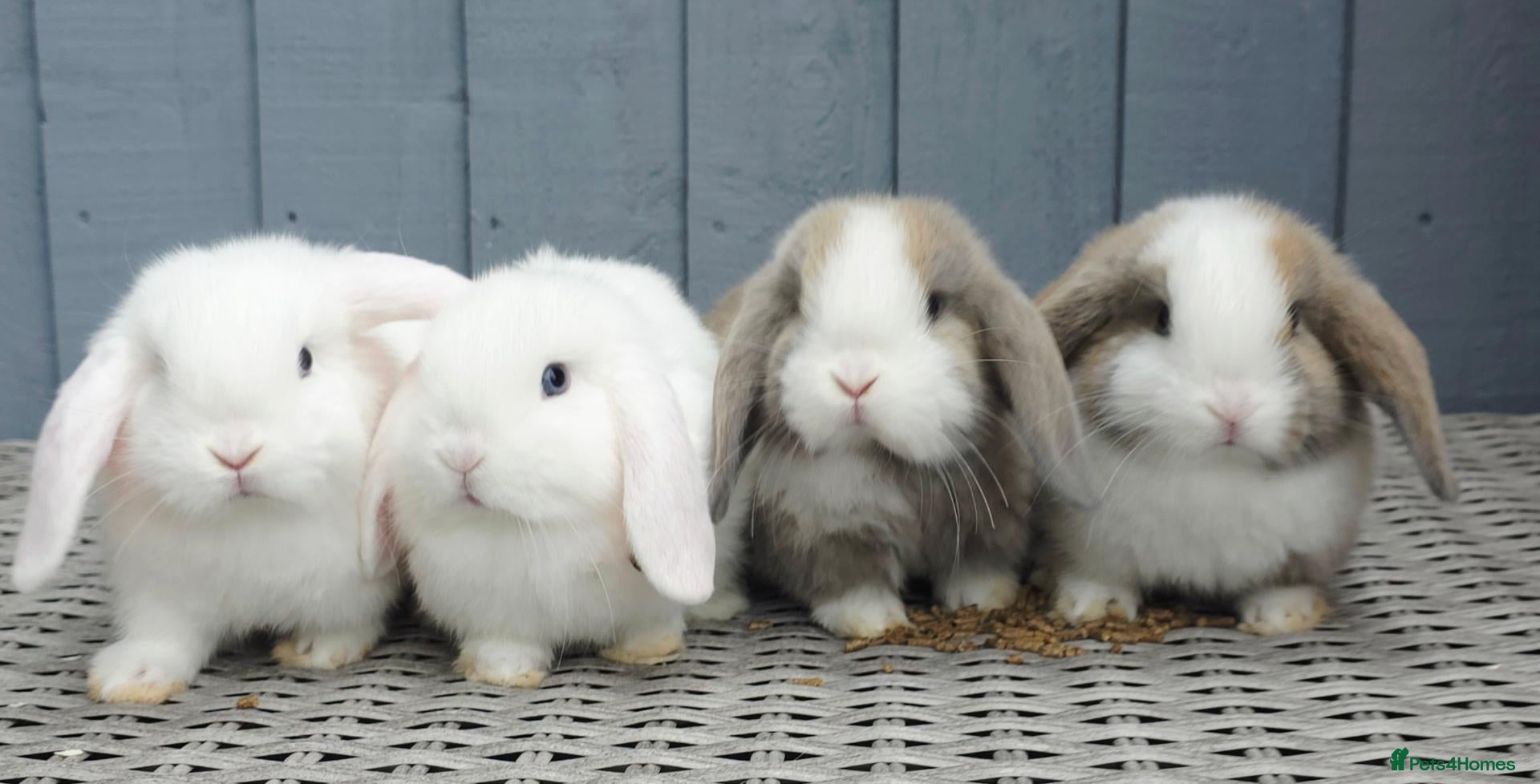 Mini Lop rabbits Baby mini lops  - Advert 1