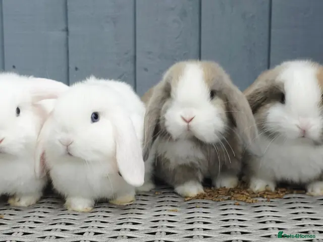 Mini Lop rabbits for sale: Baby mini lops - Advert 1
