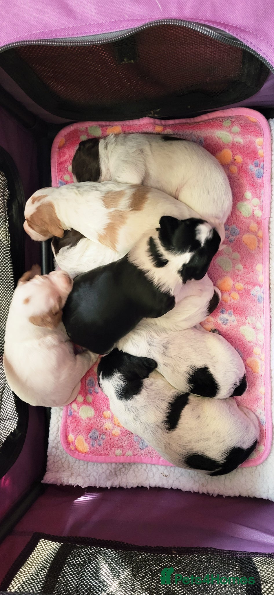 Mixed Breed dogs Cocker x sprollie  - Advert 2