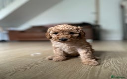 Toy Poodle dogs for sale: Stunning toy poodles  - Advert 34
