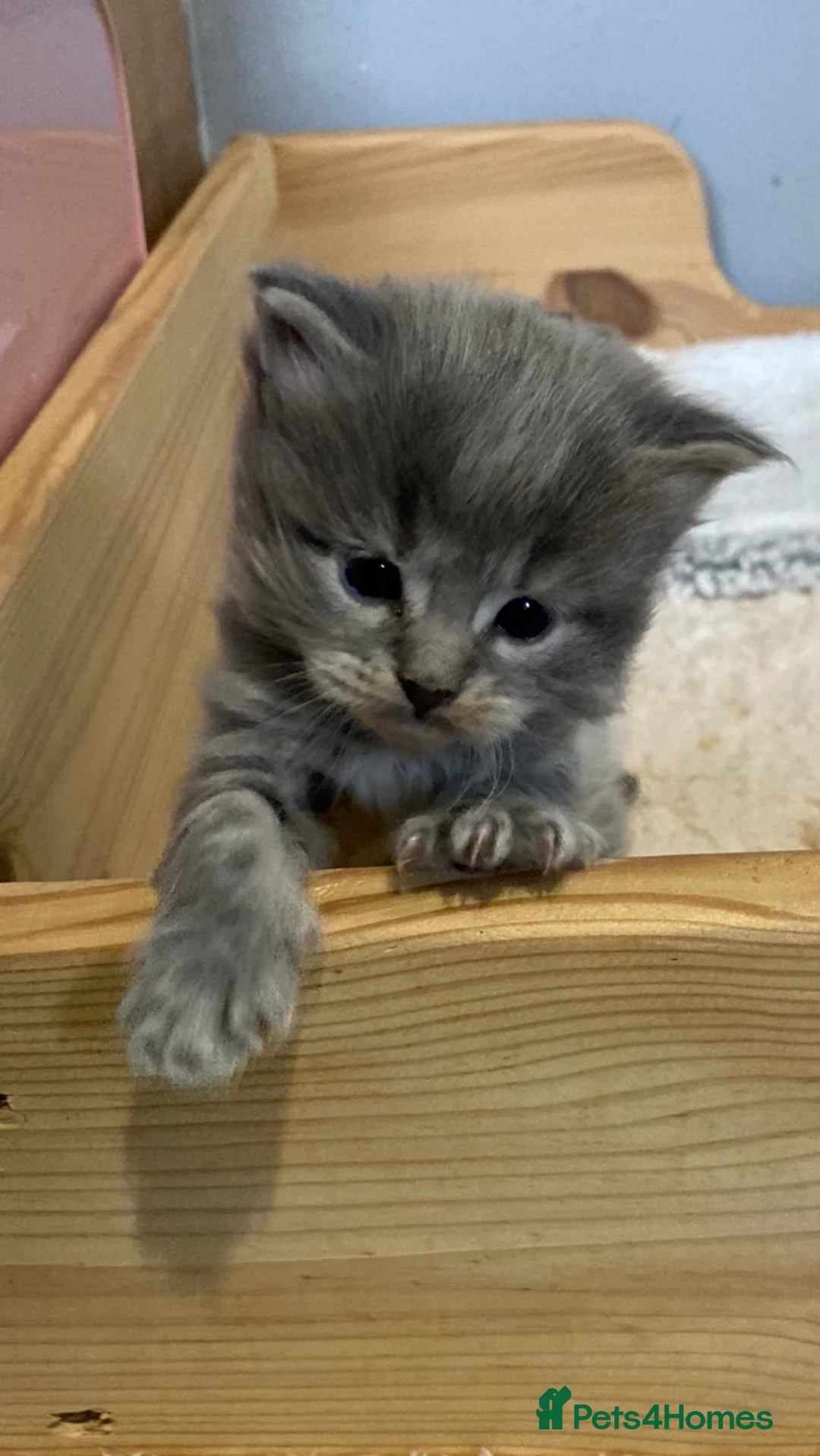 Maine Coon cats for sale: Maine Coon kittens - Advert 2