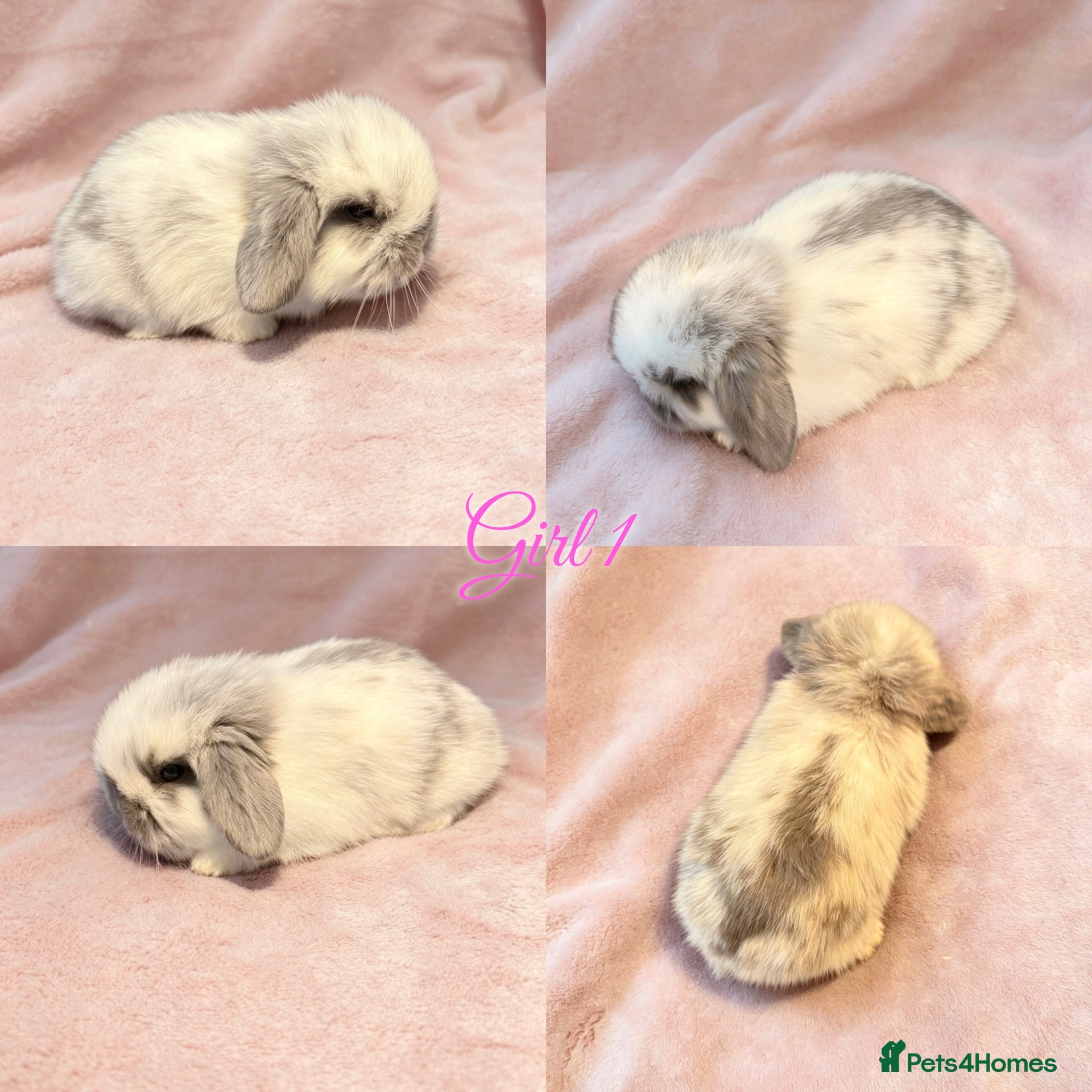 Mini Lop rabbits Baby Mini Lops Ready 15/07 - Advert 1