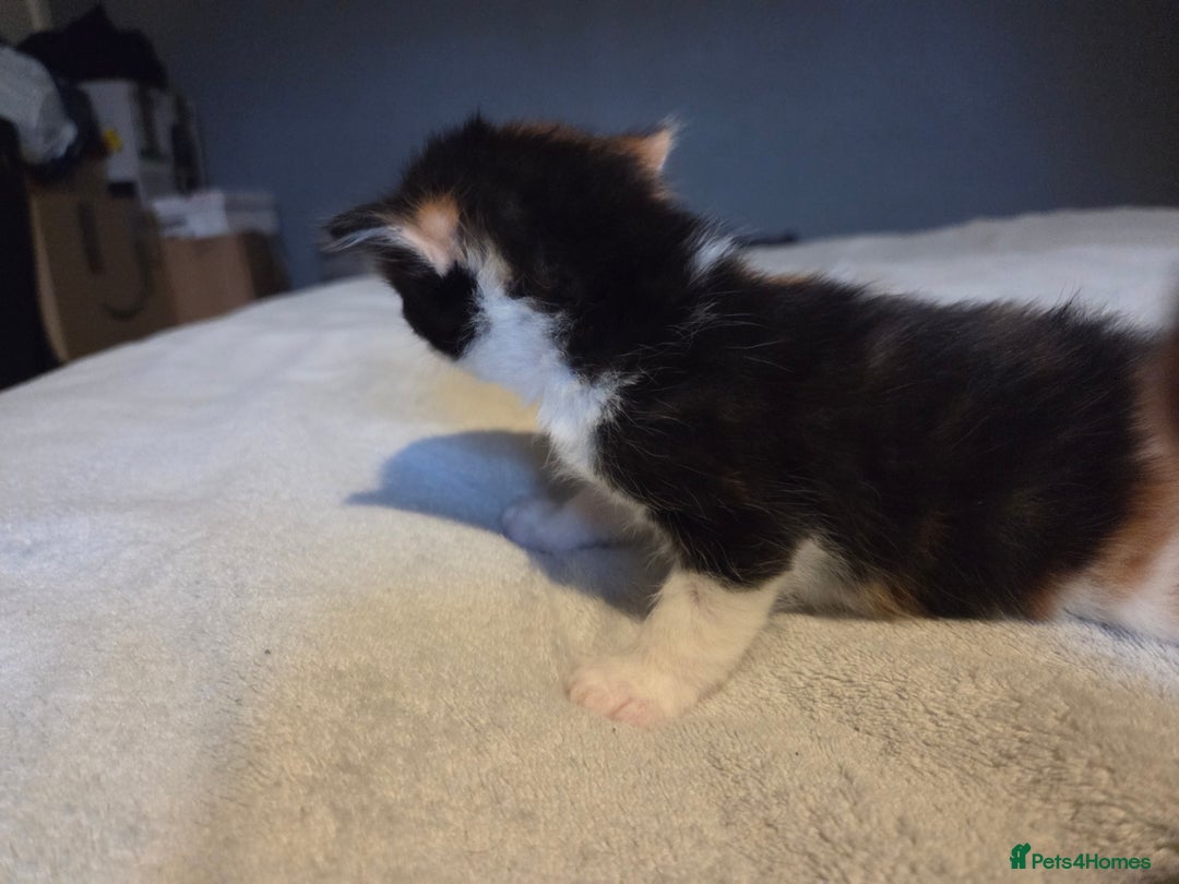 Mixed Breed cats for sale: Stunning kittens available Leicestershire  - Image 12