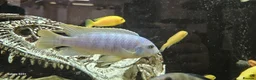 Other/Mixed Breed fish for sale: Assortment of fish  - Advert 4