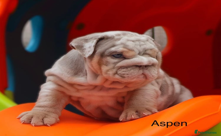 English Bulldog dogs - Advert 1