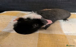 Guinea Pig rodents for sale: Beautiful werewolf boy available now - Image 3
