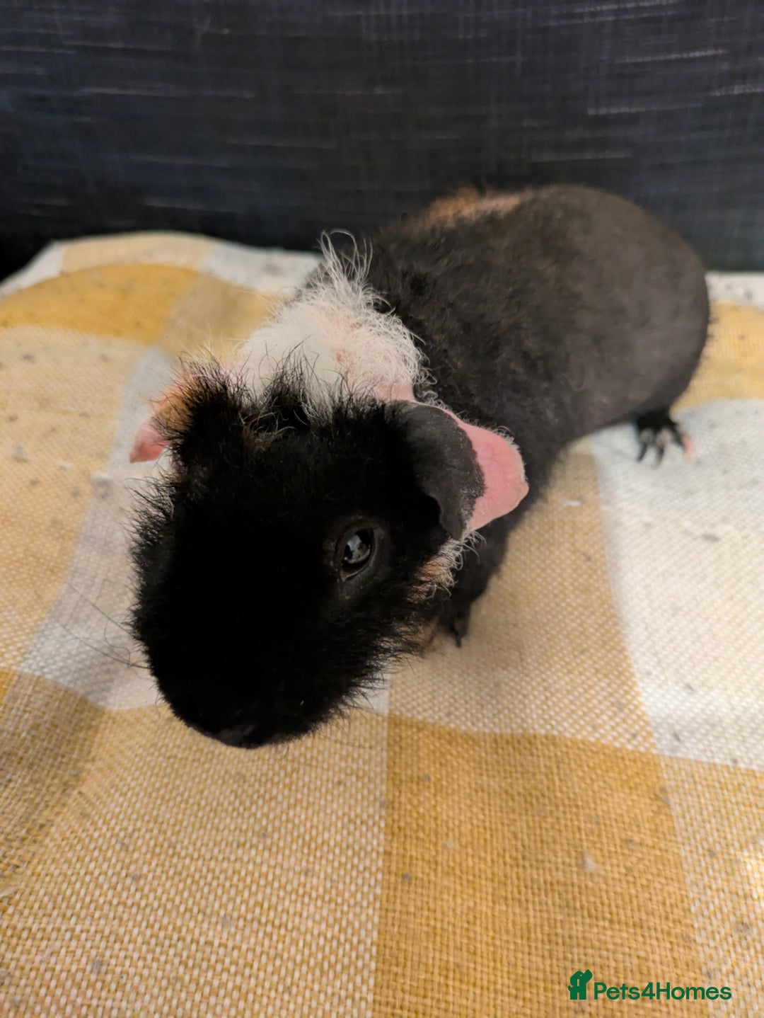 Guinea Pig rodents for sale: Beautiful werewolf boy available now - Image 3