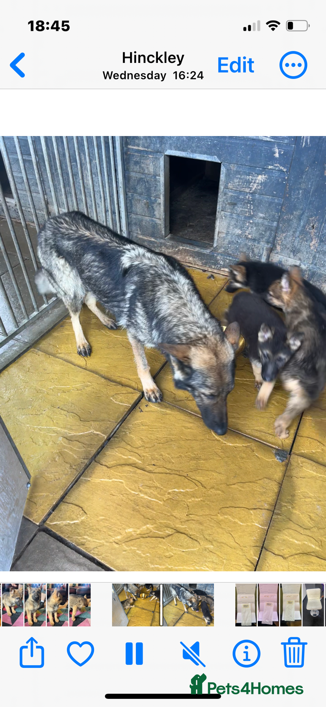 German Shepherd dogs for sale: German shepherd puppies 2 girls 1 male - Image 17
