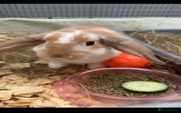 Mini Lop rabbits for sale: mini lop for sale £50 comes with cage food hay ono - Image 2