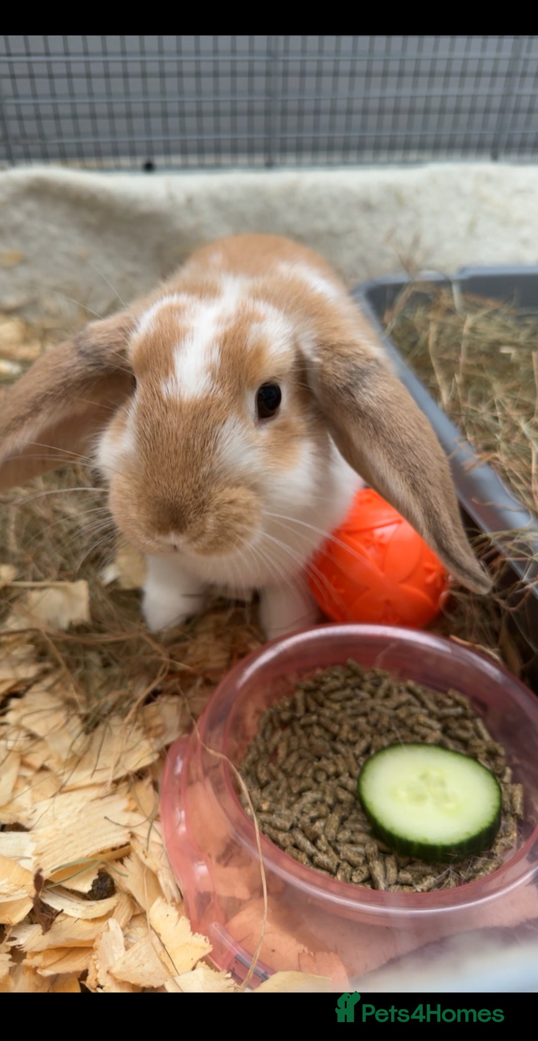 Mini Lop rabbits for sale: mini lop for sale £50 comes with cage food hay ono - Image 2