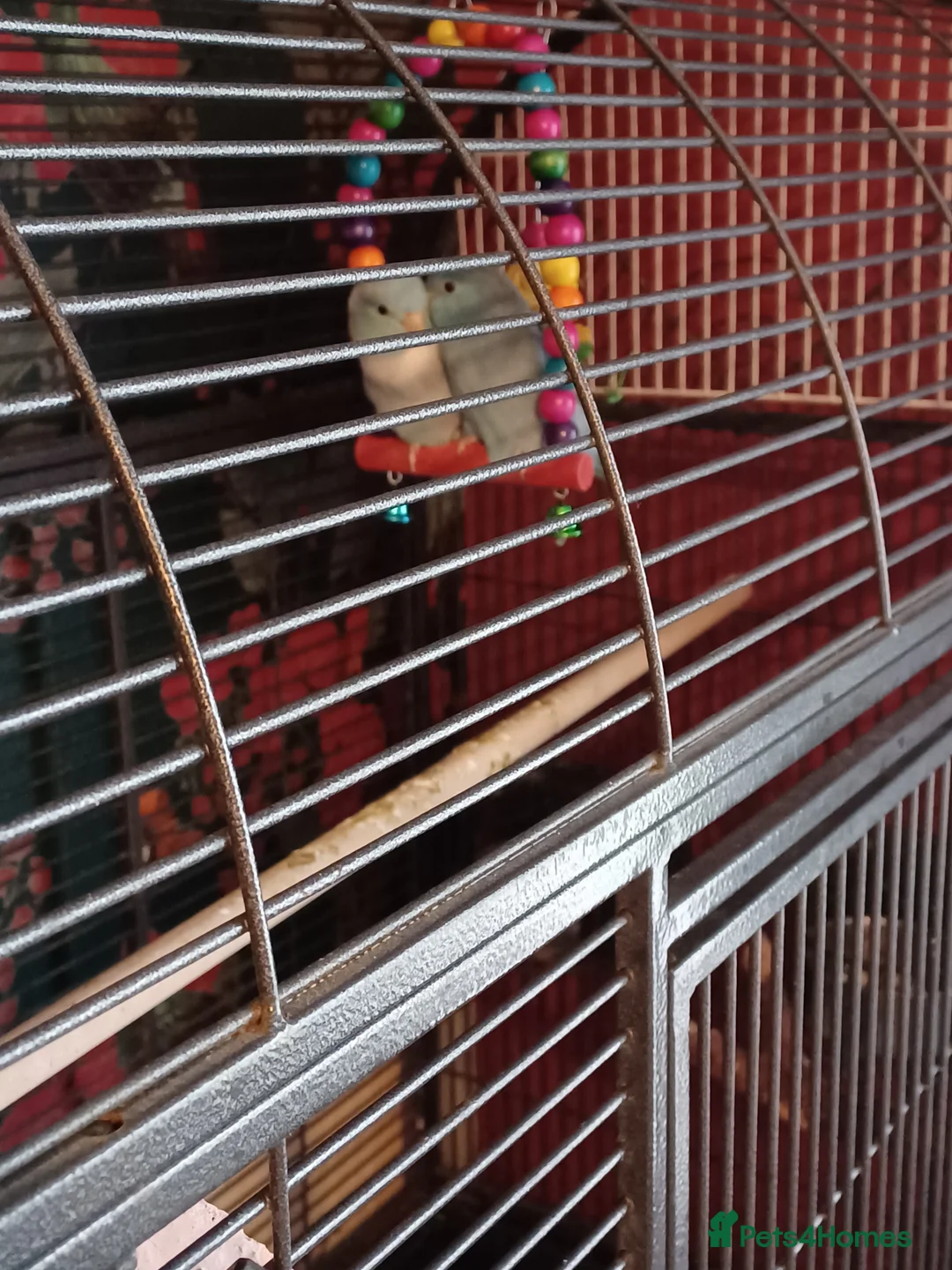 Parrots birds for sale: Celestial Parrotlets - Advert 1