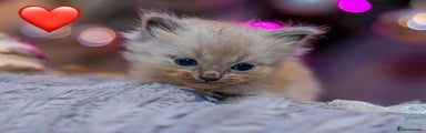Ragdoll Kitten 1