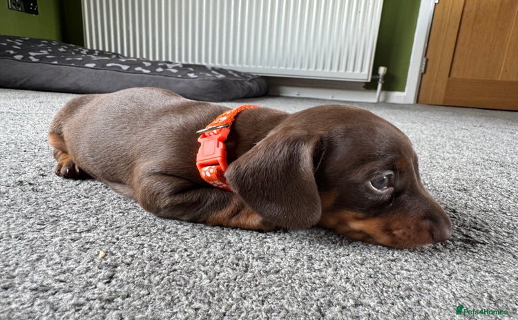 Miniature Dachshund dogs - Advert 3
