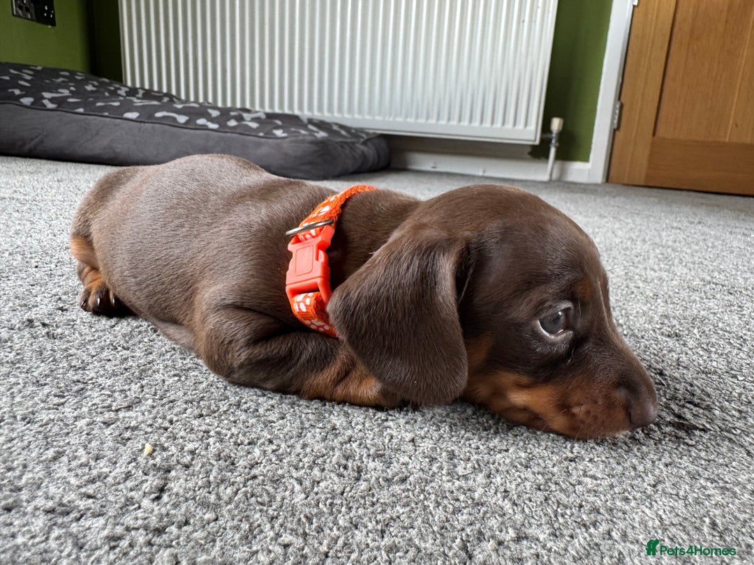 Miniature Dachshund dogs for sale: Smooth haired Miniature dachshund - Image 1