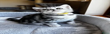 YELLOW COLLAR
