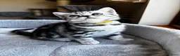 British Shorthair cats for sale: 💙❤️ GORGEOUS PEDIGREE SILVER TABBY BSH ❤️💙 - Advert 8