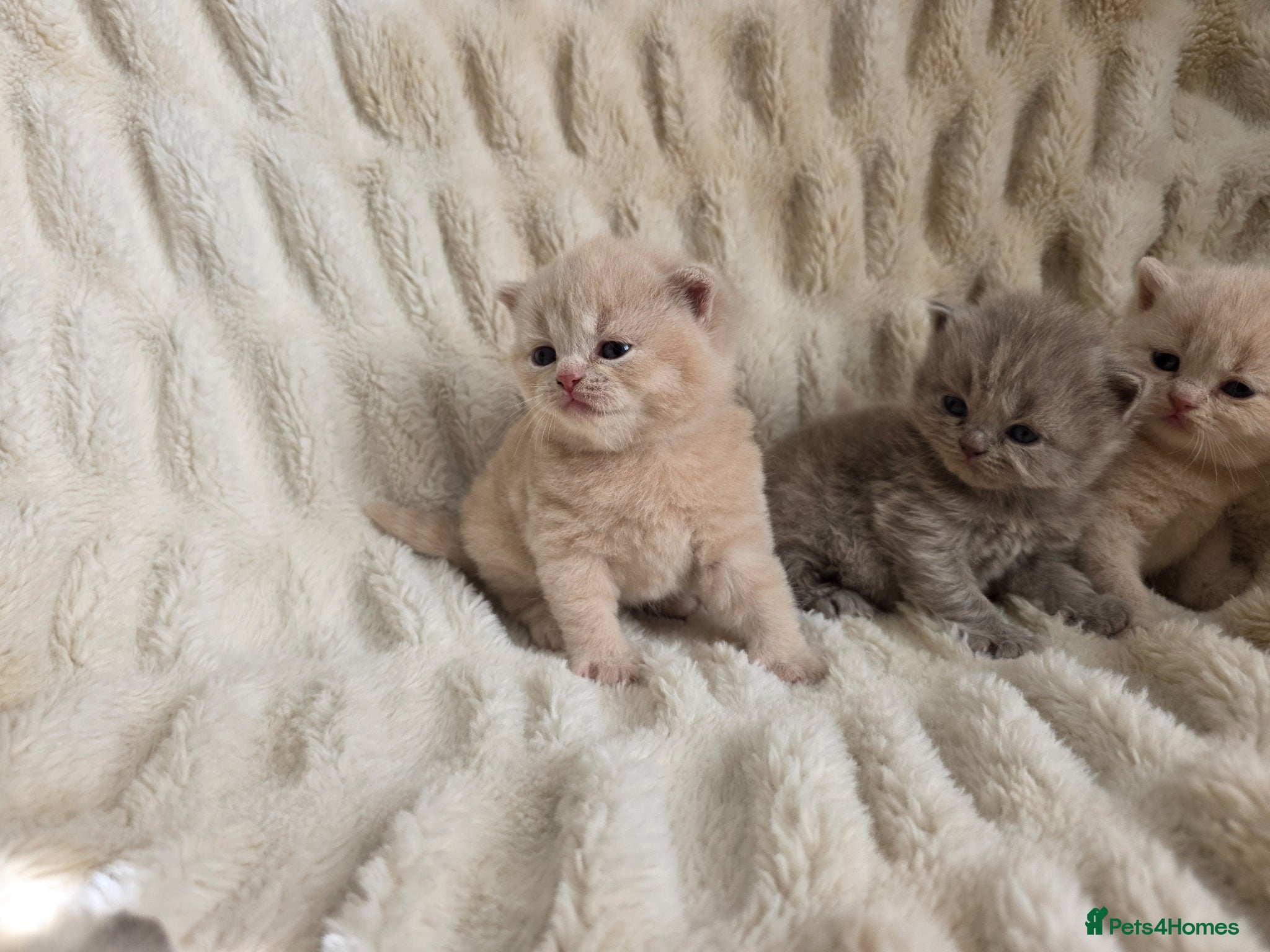 British Shorthair cats for sale: Beautiful champion GCCF British Shorthair Kittens  - Advert 11