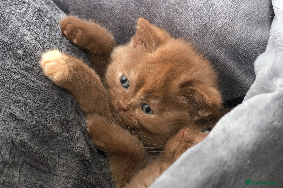 British Shorthair cats for sale: Cinnamon, Lilac & Ginger TICA Reg - Advert 6