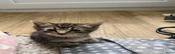 Mixed Breed cats for sale: Kitten for sale ready to go  - Advert 8