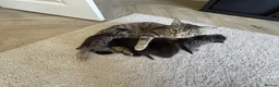 Bengal cats for sale: Stunning litter of kittens  - Advert 1