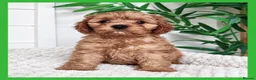 Cavapoo dogs for sale: Gorgeous cavapoo puppies from DNA tested parents - Advert 12