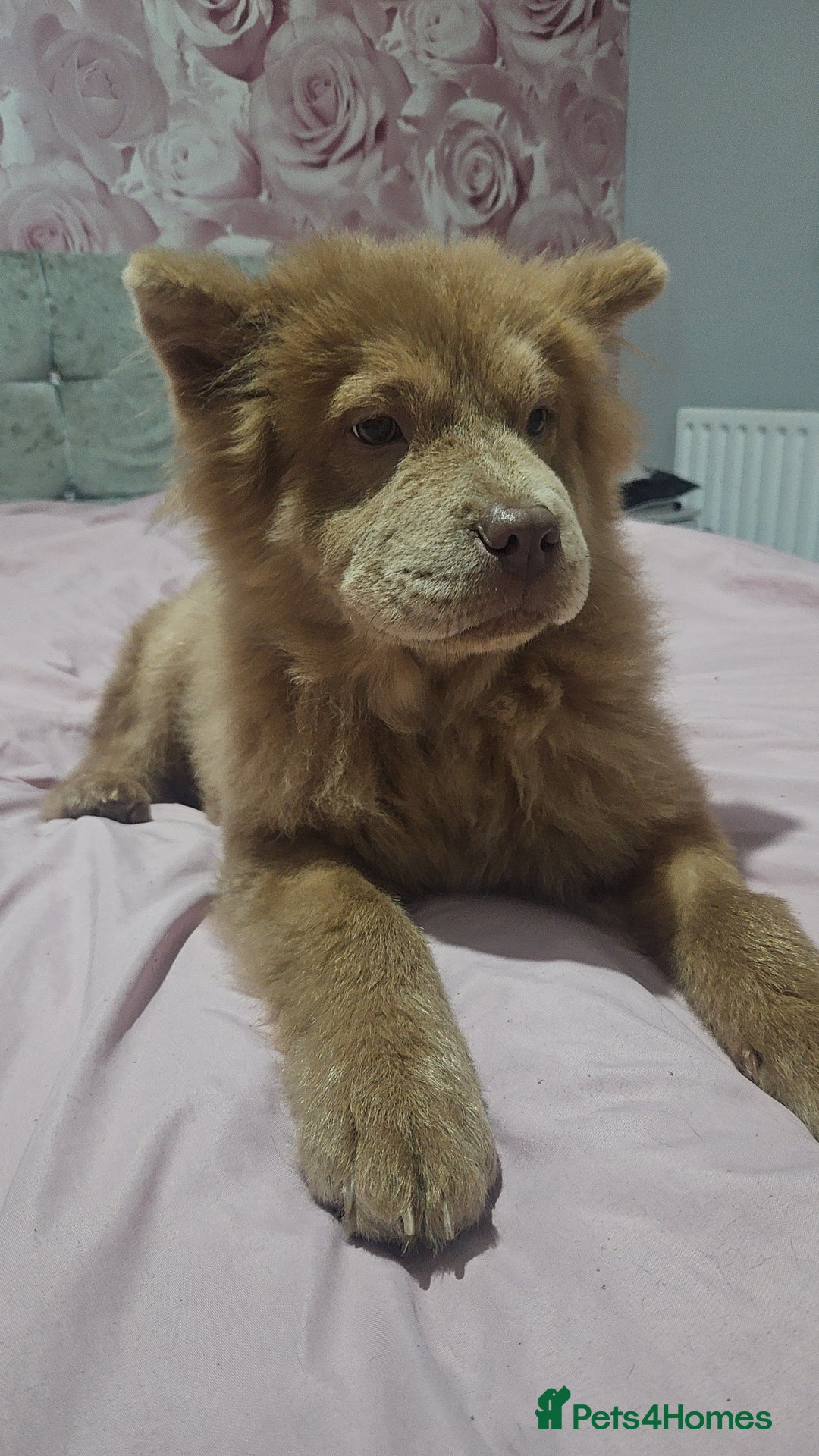 Chow Chow dogs for sale: Male chow chow - Advert 3