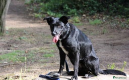 Border Collie dogs for sale: Border collie  - Image 21