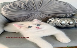 Ragdoll cats for sale: Beautiful Bi Colour Ragdoll - Image 12