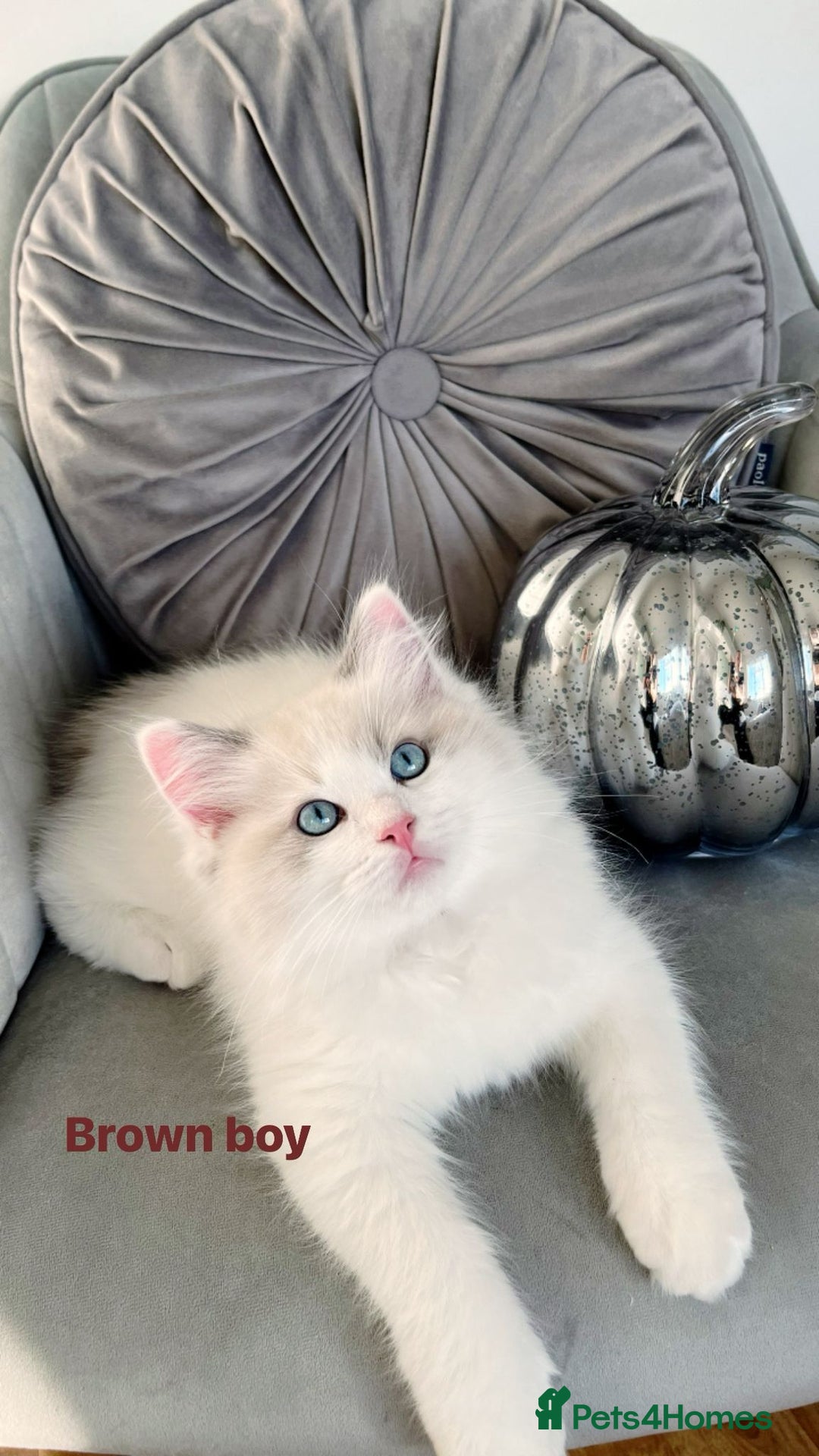 Ragdoll cats for sale: Beautiful Bi Colour Ragdoll - Image 12