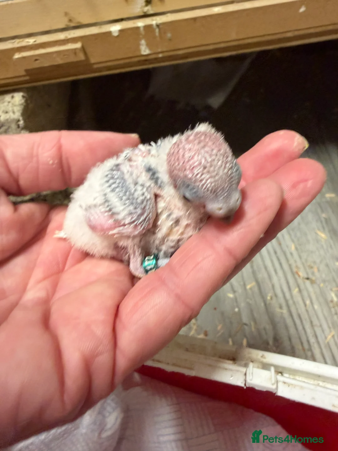 Budgerigars birds for sale: Hand Tame Budgie Chicks Ready End Feb / March  - Advert 3
