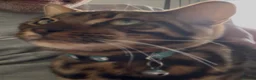 Bengal cats for sale: Simba male bengal - Advert 2