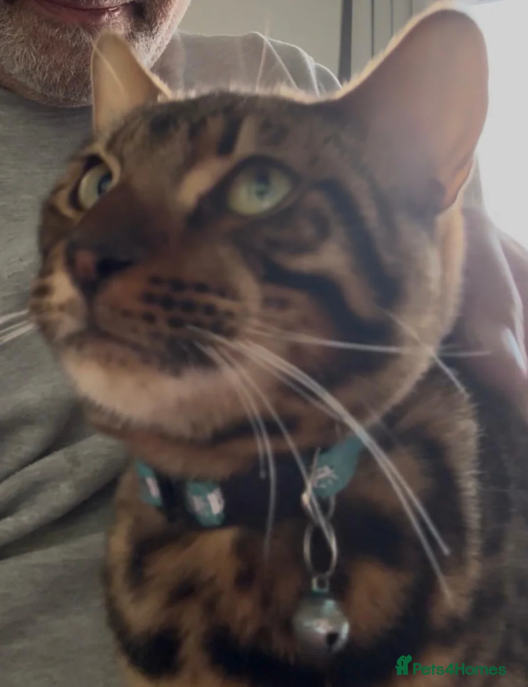 Bengal cats for sale: Simba male bengal - Advert 2