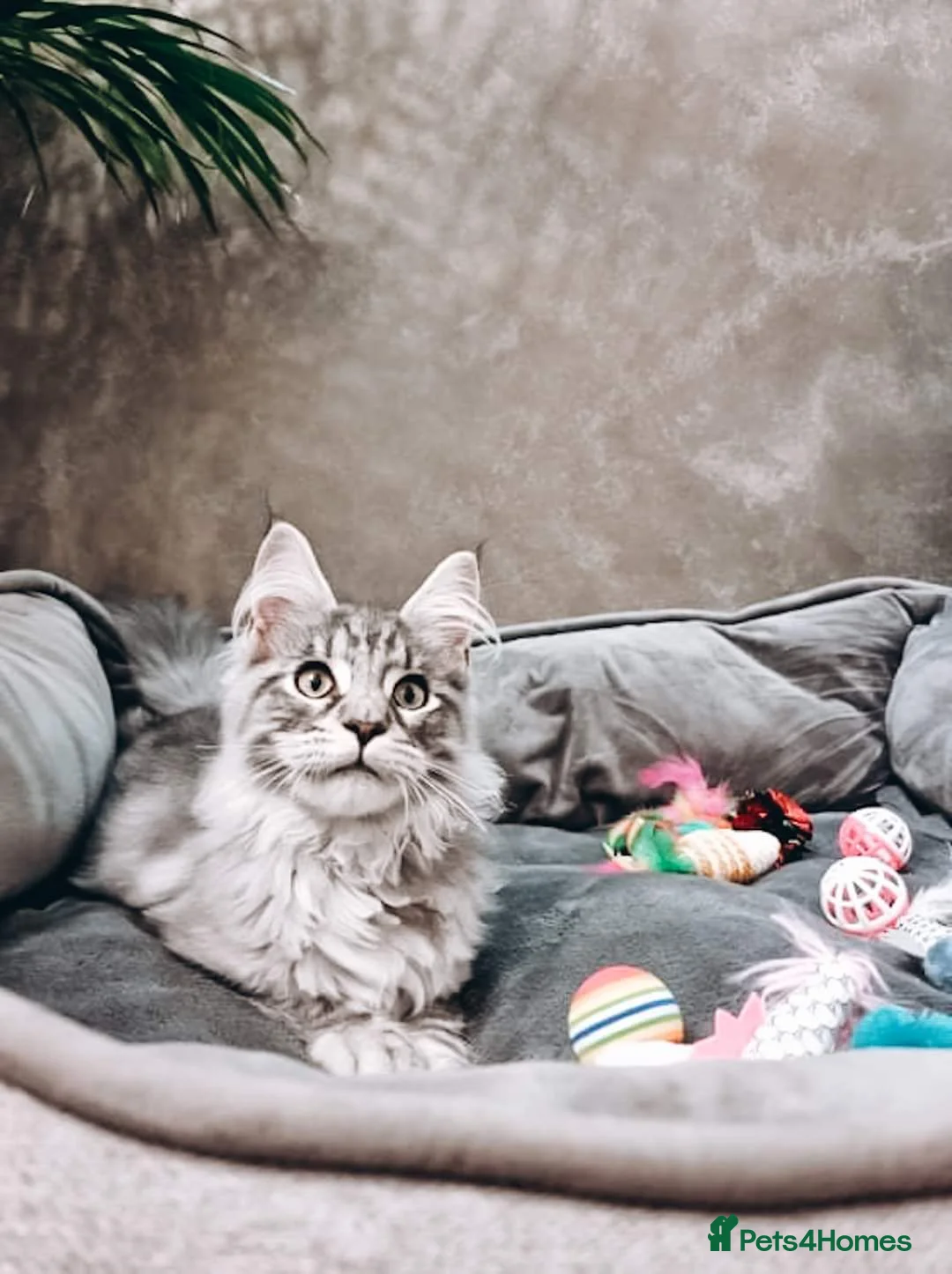 Maine Coon cats for stud: 🐾Russian Bloodline MaineCoon for Stud Available🐾 - Advert 9
