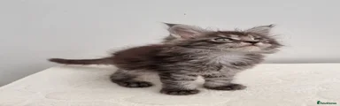 Brown tabby male 