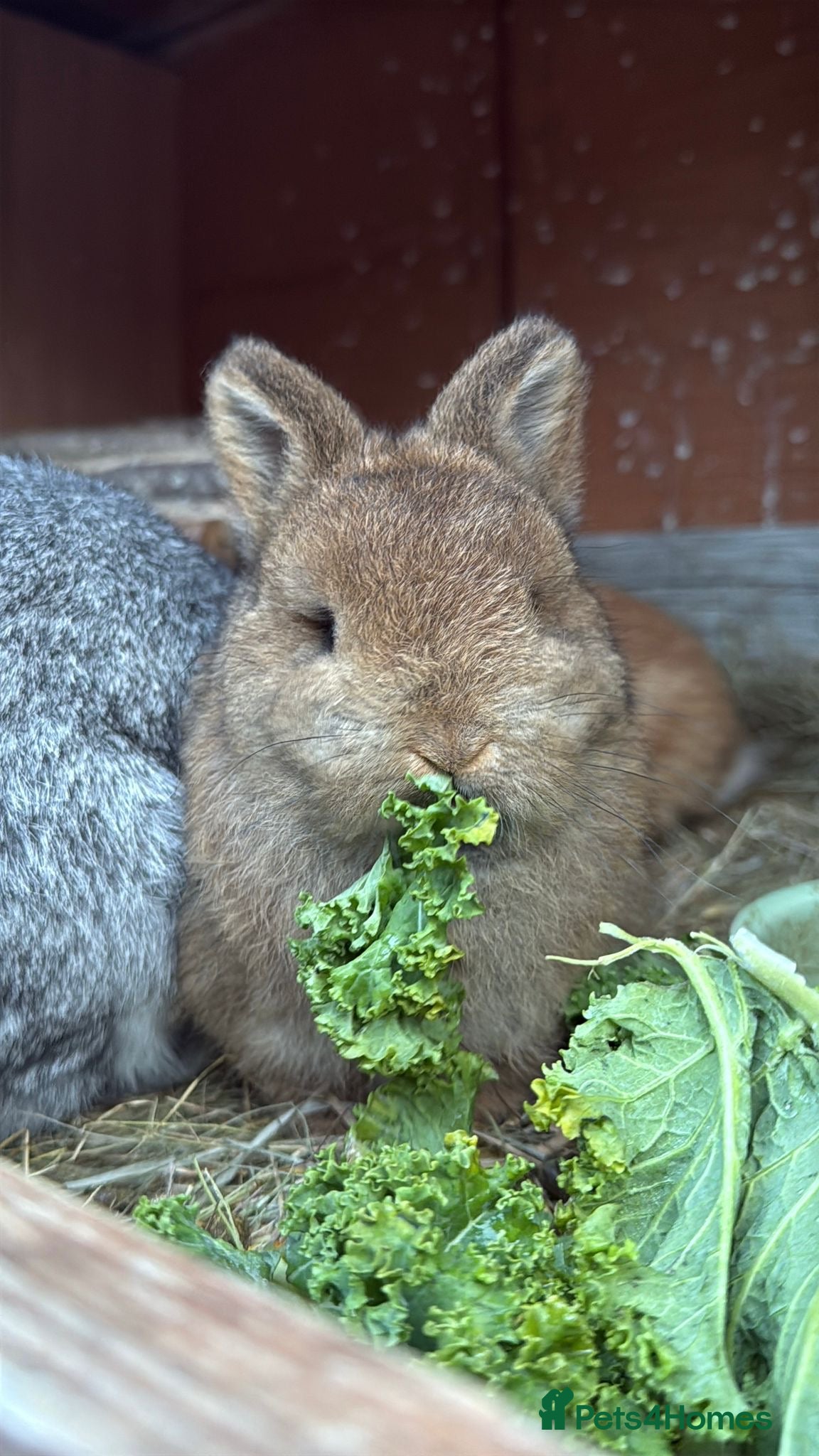 Netherland Dwarf rabbits Beautiful Netherland Dwarf & Mini lop bunnies  - Advert 14