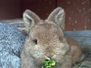 Netherland Dwarf rabbits Beautiful Netherland Dwarf & Mini lop bunnies - Advert 14