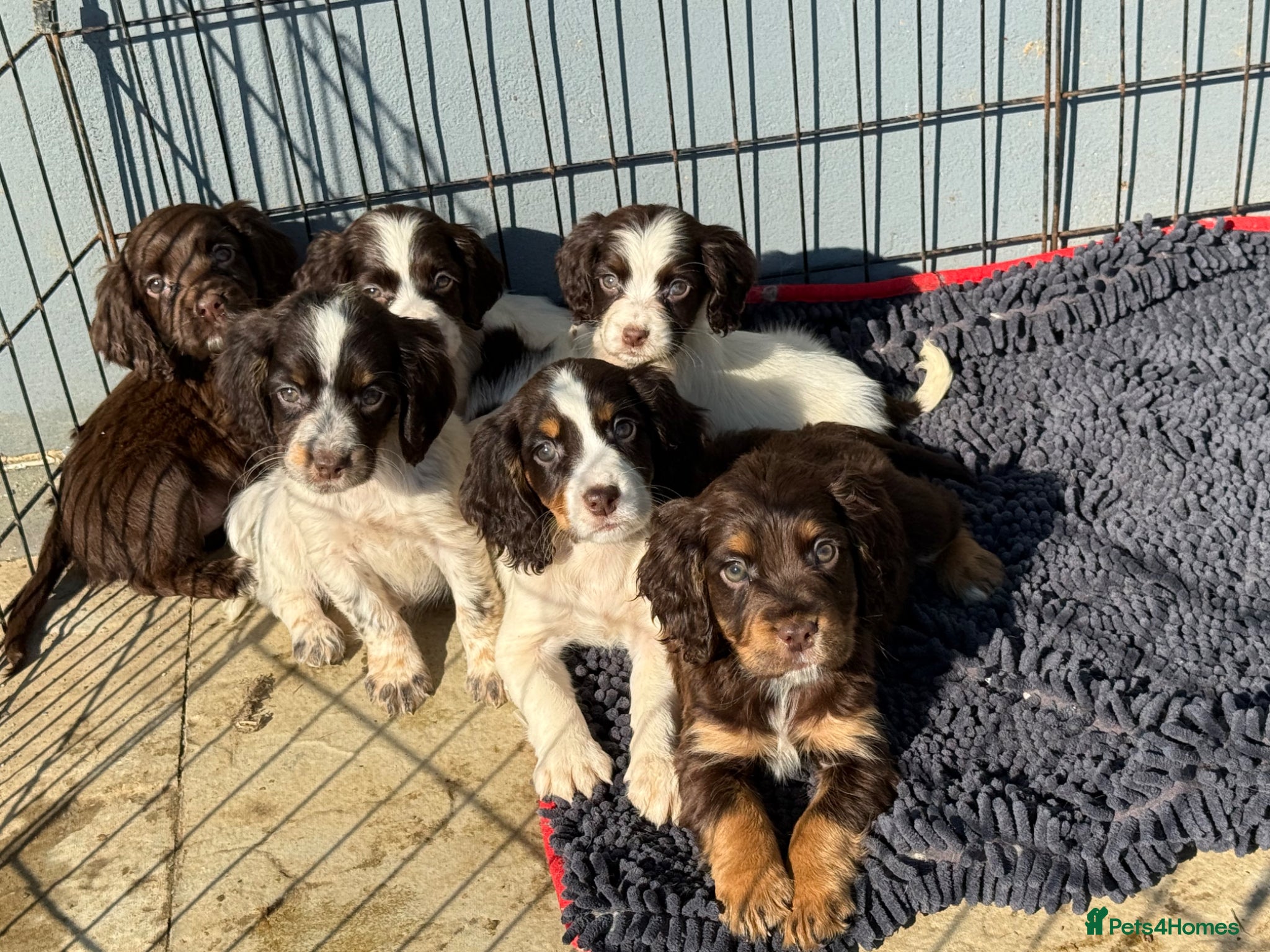 Cocker Spaniel dogs Cocker spaniel pups  - Advert 3