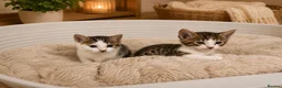Bengal cats for sale: Bengal cross  - Advert 4