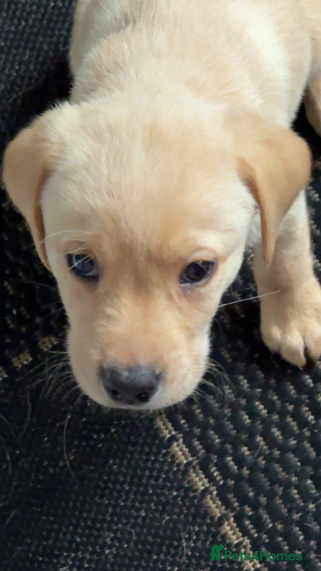 Labrador Retriever dogs for sale: 9 week old Labrador Puppies, - Advert 27